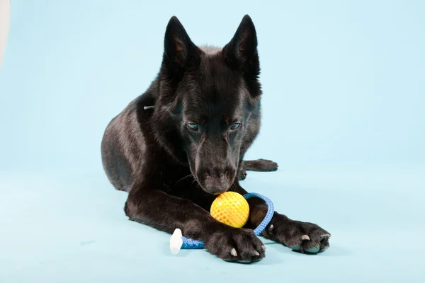 Açık mavi renkli izole sarı oyuncak top ile siyah Alman shepard köpek. Stüdyo vurdu. — Stok fotoğraf