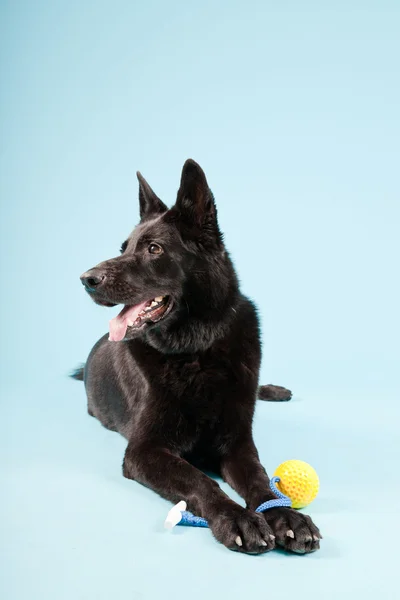 Siyah Alman Shepard köpek açık mavi renkli izole. Stüdyo vurdu. — Stok fotoğraf