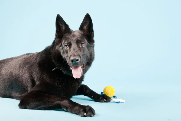 Perro shepard alemán negro con bola de juguete amarillo aislado sobre fondo azul claro. Captura de estudio . —  Fotos de Stock
