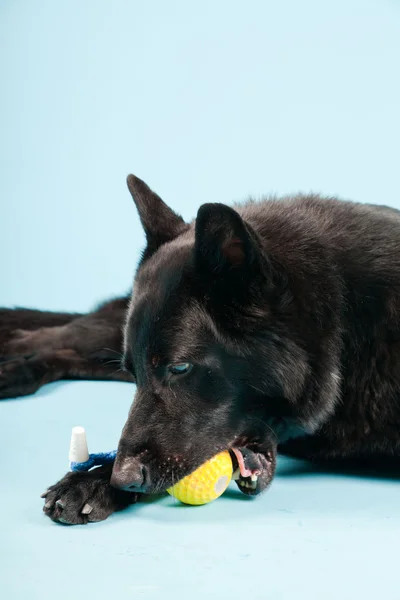 Açık mavi renkli izole sarı oyuncak top ile siyah Alman shepard köpek. Stüdyo vurdu. — Stok fotoğraf