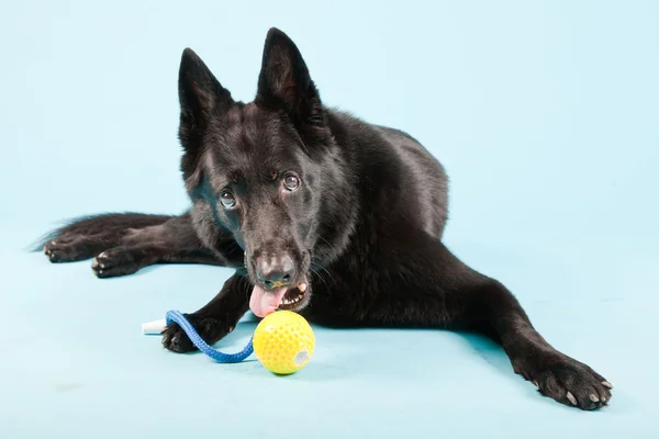 Svart, tysk hund med gul lekeball isolert på lyseblå bakgrunn. Studio-opptak . – stockfoto