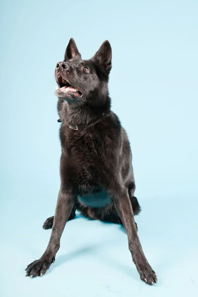 Preto cão pastor alemão isolado no fundo azul claro. Estúdio . — Fotografia de Stock