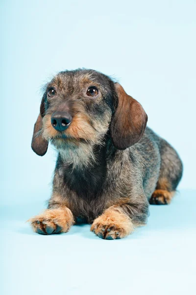 Χαριτωμένο dachshund — Φωτογραφία Αρχείου