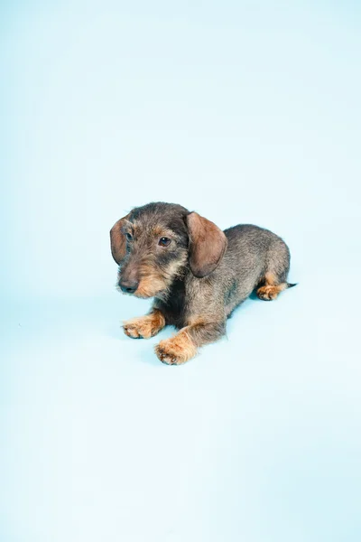 Cute Dachshund — Stock Photo, Image