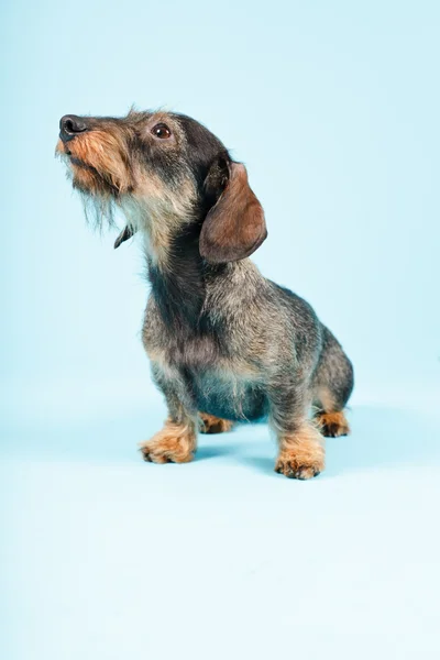 Lindo perro salchicha — Foto de Stock