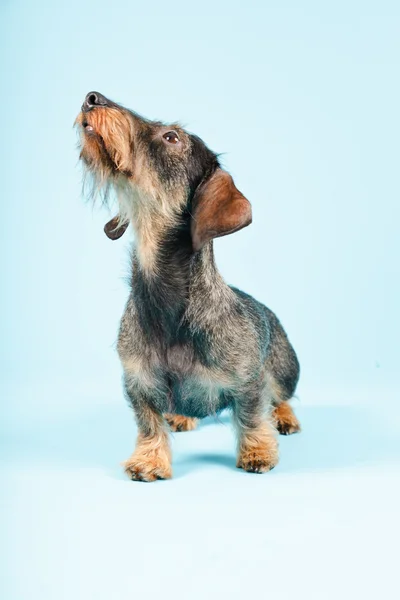 Lindo perro salchicha — Foto de Stock
