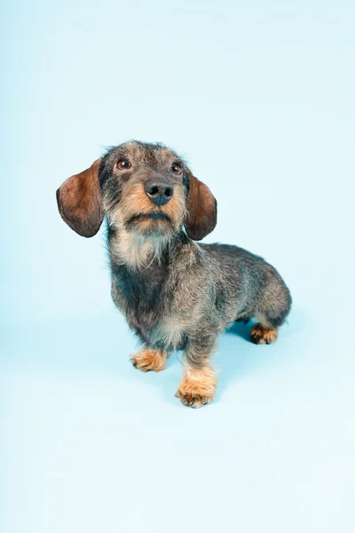 Χαριτωμένο dachshund — Φωτογραφία Αρχείου