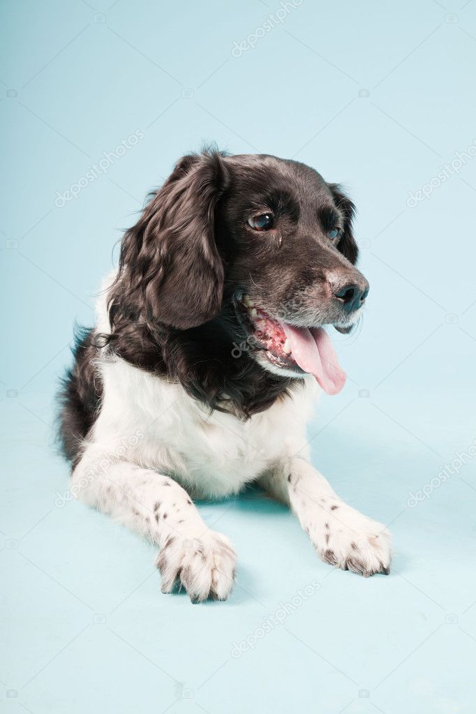 Stabyhoun or Frisian Pointing Dog isolated
