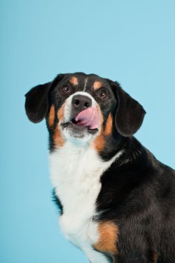 entlebucher dağ köpek açık mavi renkli izole. Stüdyo vurdu.