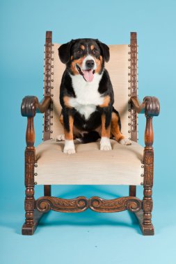 entlebucher dağ köpek açık mavi renkli izole sandalyede oturuyor. Stüdyo vurdu.