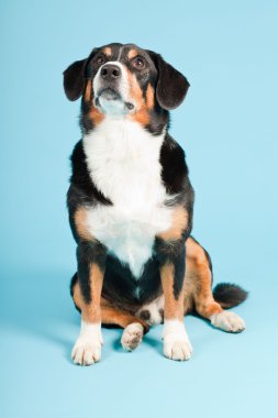 entlebucher dağ köpek açık mavi renkli izole. Stüdyo vurdu.