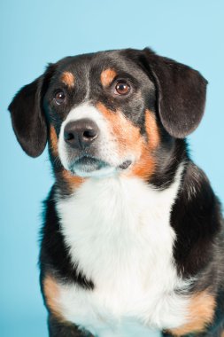 entlebucher dağ köpek açık mavi renkli izole. Stüdyo vurdu.