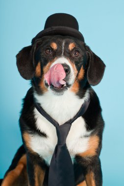 entlebucher dağ köpek şapkası ve açık mavi renkli izole kravat. Stüdyo vurdu.