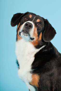 entlebucher dağ köpek açık mavi renkli izole. Stüdyo vurdu.