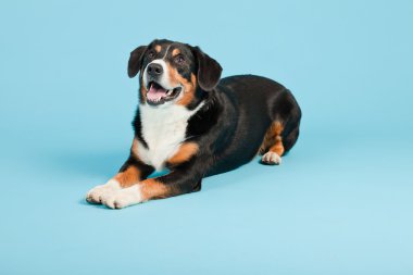 entlebucher dağ köpek açık mavi renkli izole. Stüdyo vurdu.