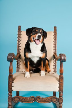 entlebucher dağ köpek açık mavi renkli izole sandalyede oturuyor. Stüdyo vurdu.