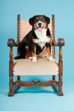 entlebucher dağ köpek açık mavi renkli izole sandalyede oturuyor. Stüdyo vurdu.