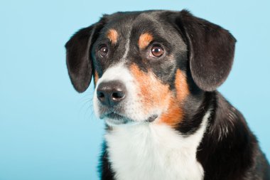 entlebucher dağ köpek açık mavi renkli izole. Stüdyo vurdu.