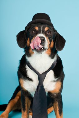 entlebucher dağ köpek şapkası ve açık mavi renkli izole kravat. Stüdyo vurdu.