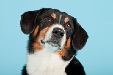 entlebucher dağ köpek açık mavi renkli izole. Stüdyo vurdu.