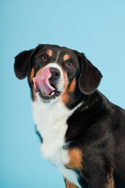 entlebucher dağ köpek açık mavi renkli izole. Stüdyo vurdu.