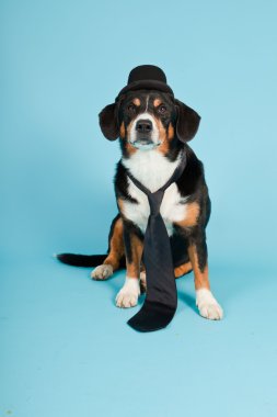 entlebucher dağ köpek şapkası ve açık mavi renkli izole kravat. Stüdyo vurdu.