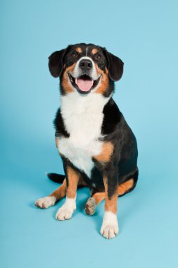 entlebucher dağ köpek açık mavi renkli izole. Stüdyo vurdu.