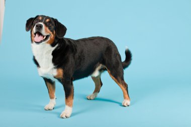 entlebucher dağ köpek açık mavi renkli izole. Stüdyo vurdu.