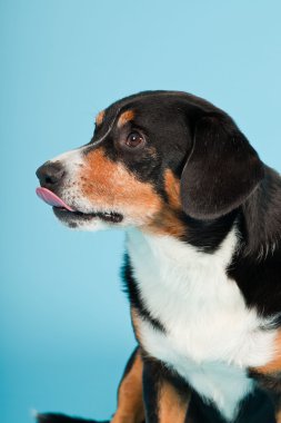 entlebucher dağ köpek açık mavi renkli izole. Stüdyo vurdu.