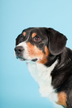 entlebucher dağ köpek açık mavi renkli izole. Stüdyo vurdu.