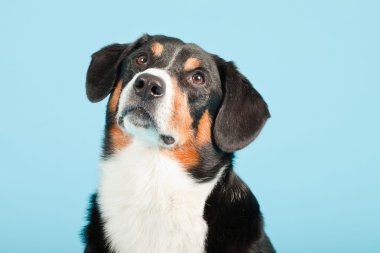 entlebucher dağ köpek açık mavi renkli izole. Stüdyo vurdu.