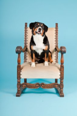 entlebucher dağ köpek açık mavi renkli izole sandalyede oturuyor. Stüdyo vurdu.