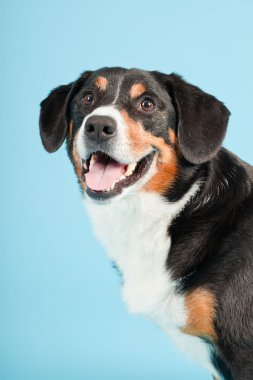 entlebucher dağ köpek açık mavi renkli izole. Stüdyo vurdu.