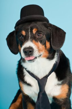 entlebucher dağ köpek şapkası ve açık mavi renkli izole kravat. Stüdyo vurdu.