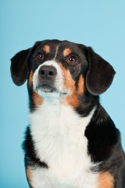 entlebucher dağ köpek açık mavi renkli izole. Stüdyo vurdu.