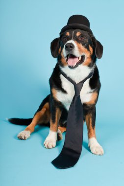 entlebucher dağ köpek şapkası ve açık mavi renkli izole kravat. Stüdyo vurdu.