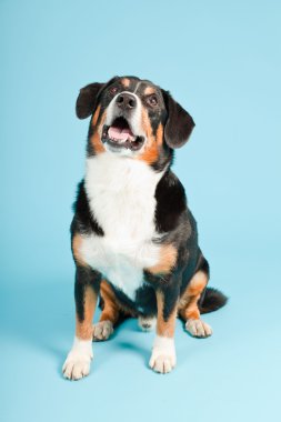 entlebucher dağ köpek açık mavi renkli izole. Stüdyo vurdu.