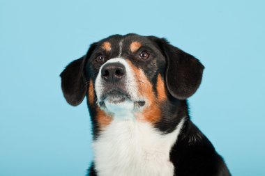 entlebucher dağ köpek açık mavi renkli izole. Stüdyo vurdu.