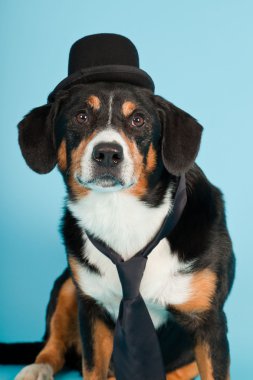 entlebucher dağ köpek şapkası ve açık mavi renkli izole kravat. Stüdyo vurdu.