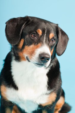 entlebucher dağ köpek açık mavi renkli izole. Stüdyo vurdu.