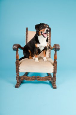 entlebucher dağ köpek açık mavi renkli izole sandalyede oturuyor. Stüdyo vurdu.