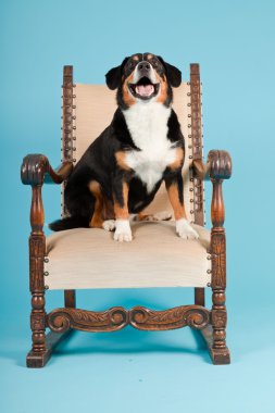 entlebucher dağ köpek açık mavi renkli izole sandalyede oturuyor. Stüdyo vurdu.