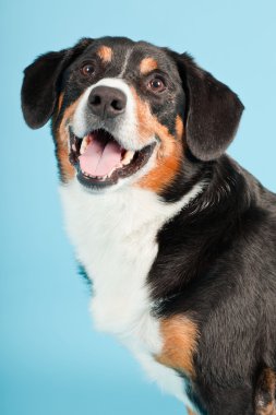 entlebucher dağ köpek açık mavi renkli izole. Stüdyo vurdu.