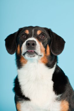 entlebucher dağ köpek açık mavi renkli izole. Stüdyo vurdu.