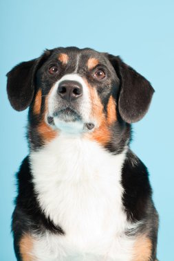 entlebucher dağ köpek açık mavi renkli izole. Stüdyo vurdu.