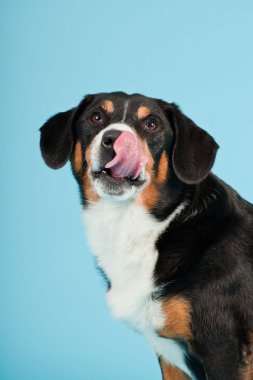 entlebucher dağ köpek açık mavi renkli izole. Stüdyo vurdu.