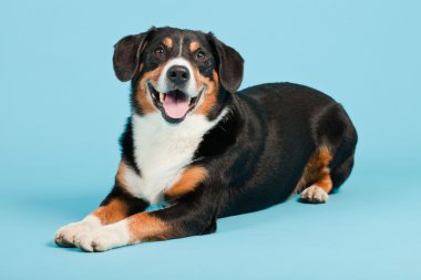 entlebucher dağ köpek açık mavi renkli izole. Stüdyo vurdu.