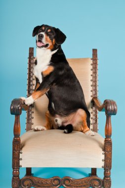 entlebucher dağ köpek açık mavi renkli izole sandalyede oturuyor. Stüdyo vurdu.