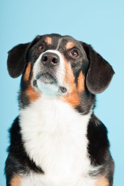 entlebucher dağ köpek açık mavi renkli izole. Stüdyo vurdu.