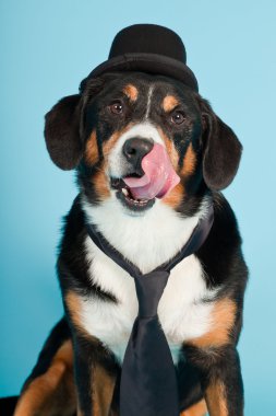 entlebucher dağ köpek şapkası ve açık mavi renkli izole kravat. Stüdyo vurdu.